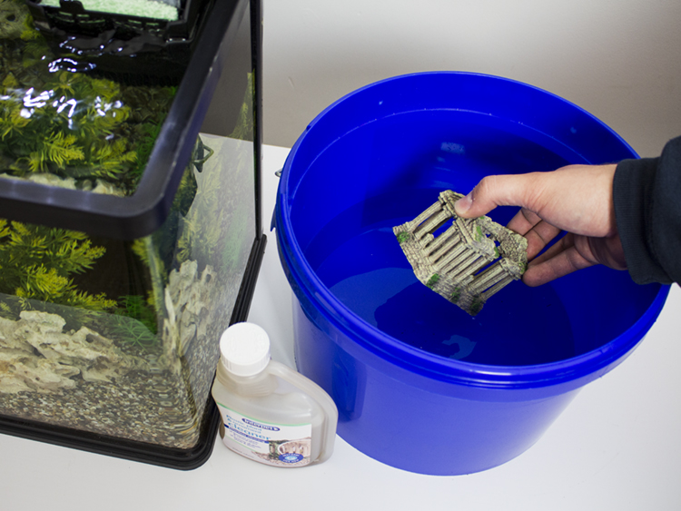 Hand placing an aquarium onrnament into a blue bucket of cleaning solution