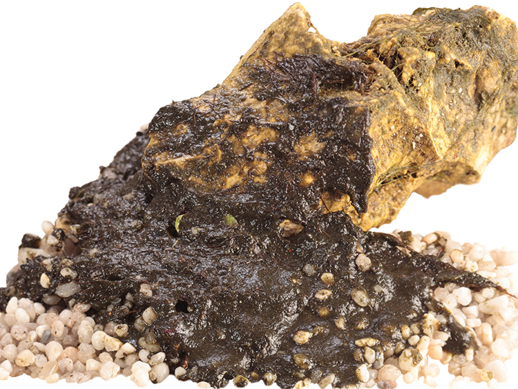 Brown, slimy mud on an aquarium rock and gravel.