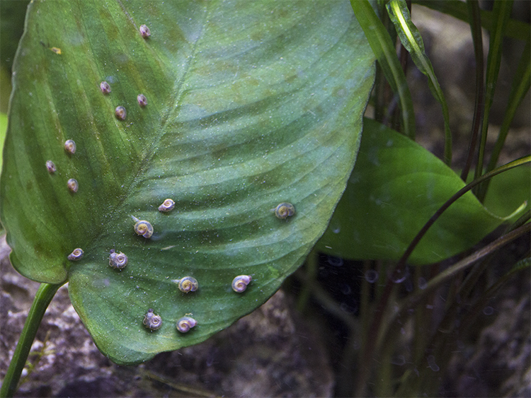 Close up of a cluster of small, brown aquarium snails on a green leaf.