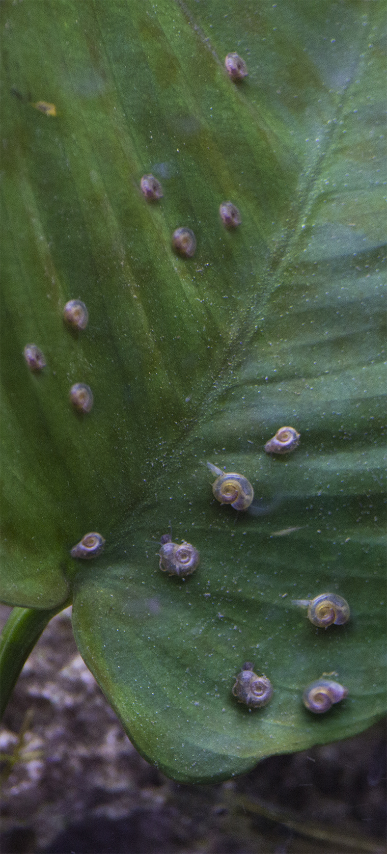 Plant leaf covered in small aquarium snails