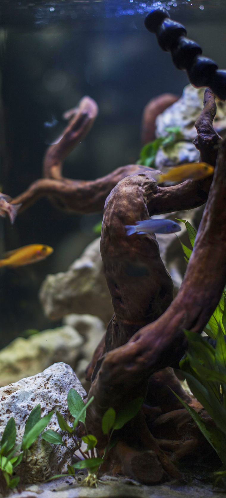 A healthy looking aquarium with orange and blue fish, wood, rocks and plants