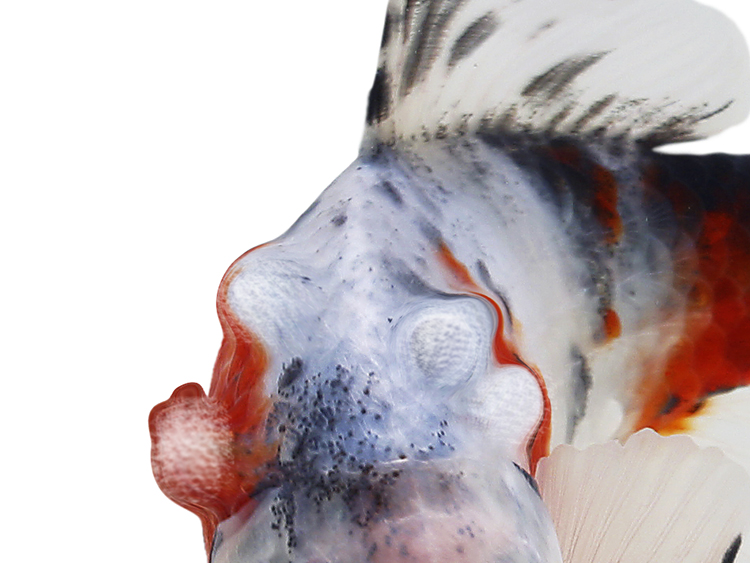 White, red and black speckled goldfish with tumorous lumps to the head and body.