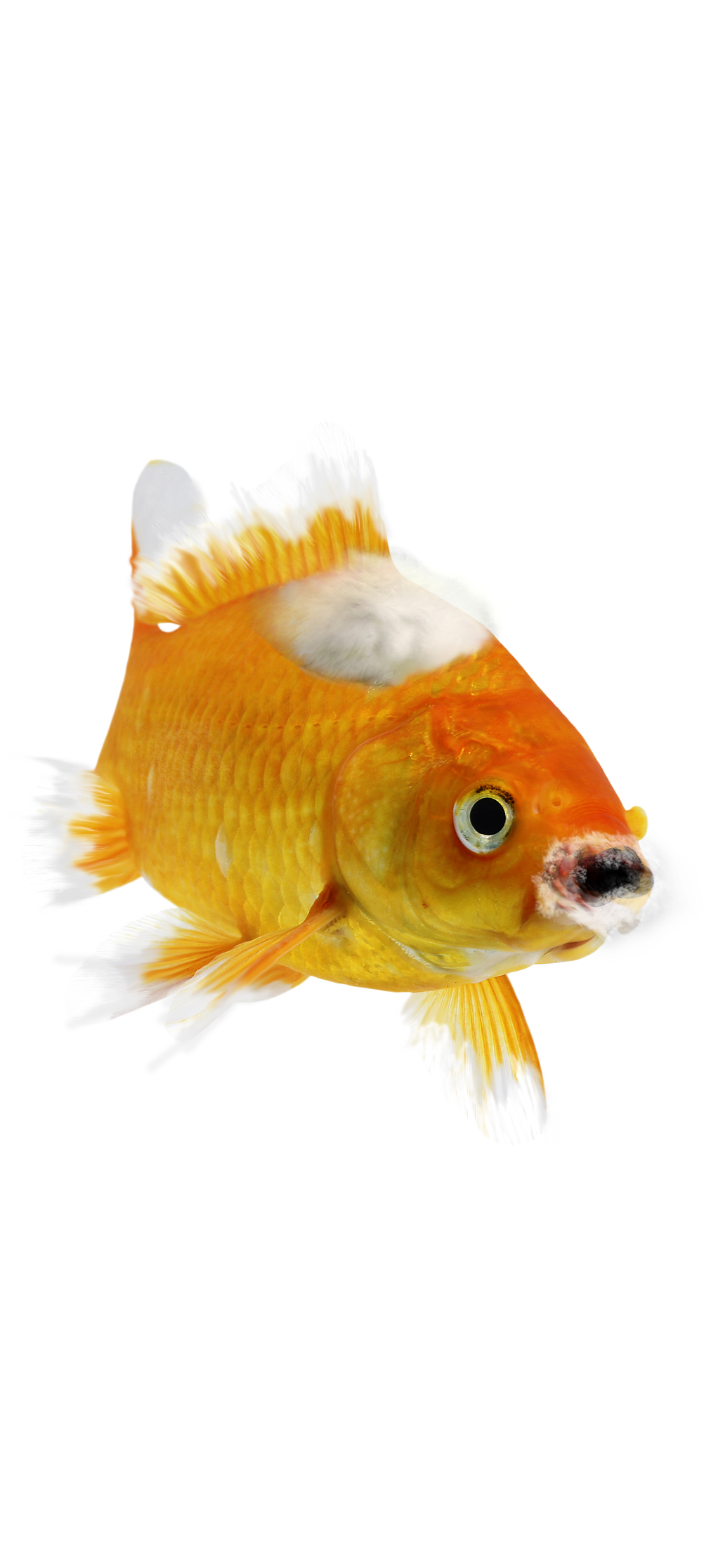 goldfish with fluffy white/grey growths around mouth and body and frayed, tattered fins