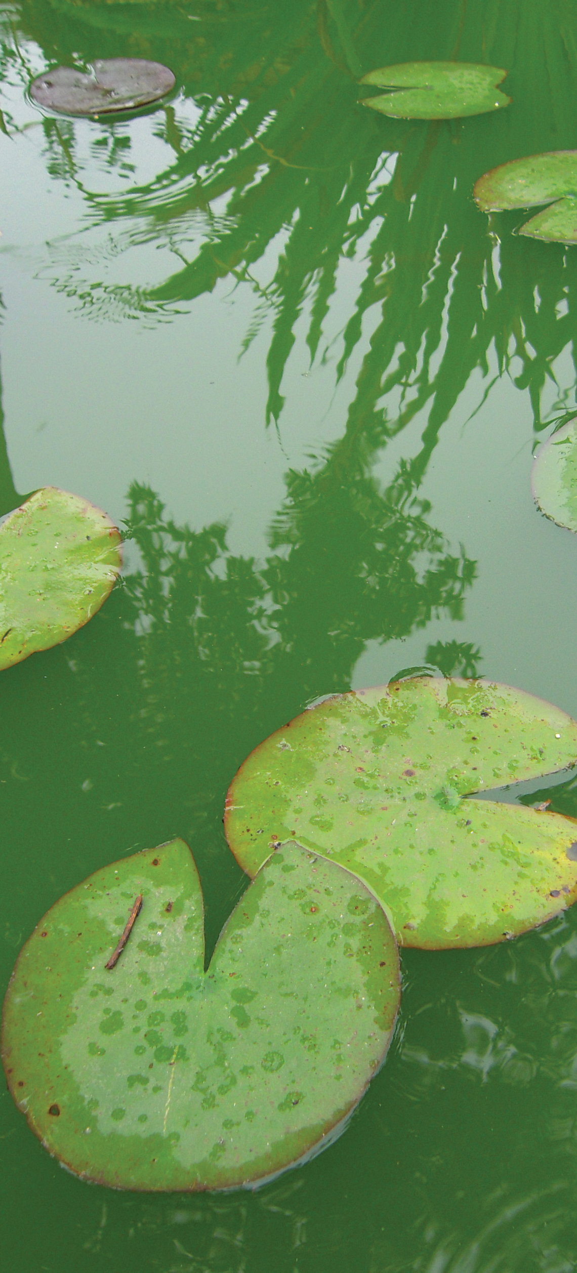 Luminous green water covered in lily pads