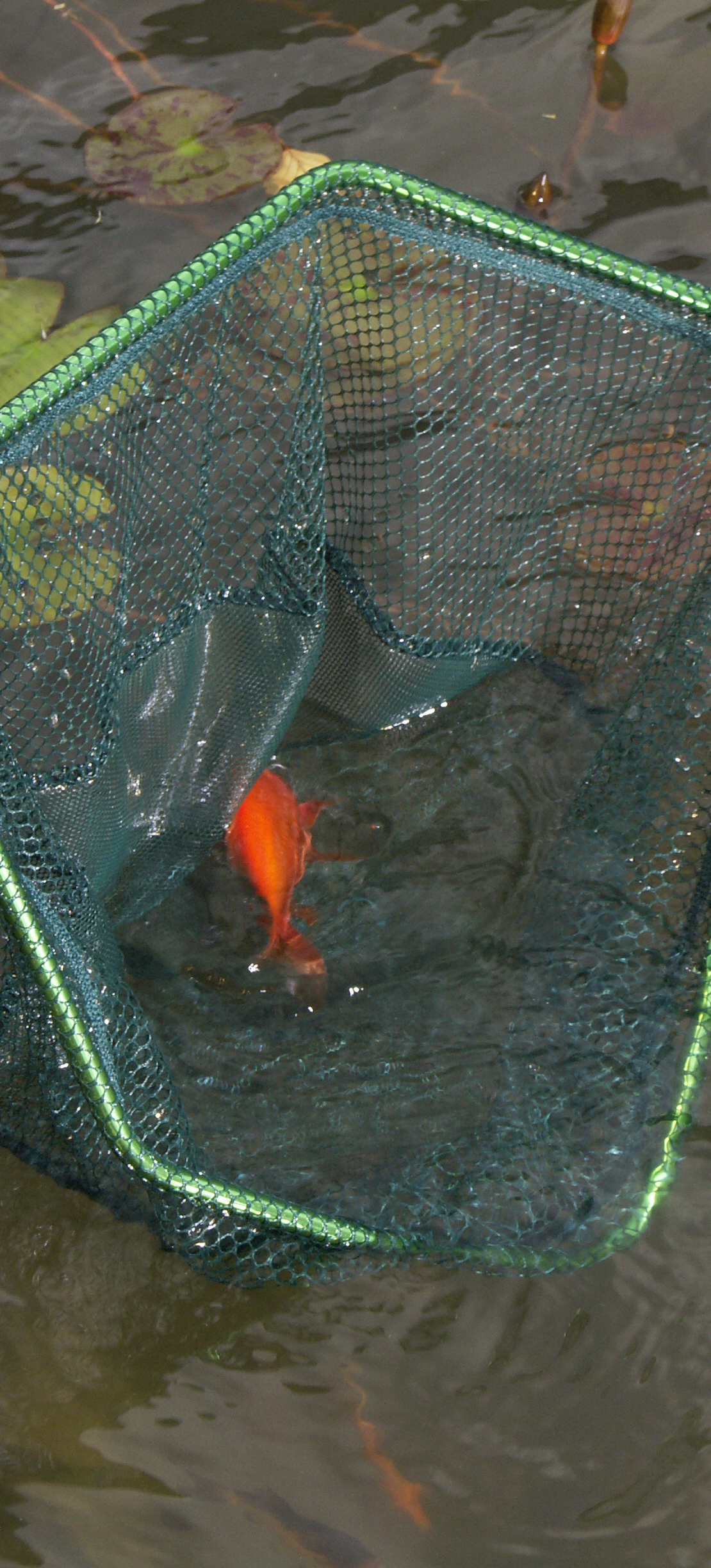 A green pond net removing a dead goldfish from a pond