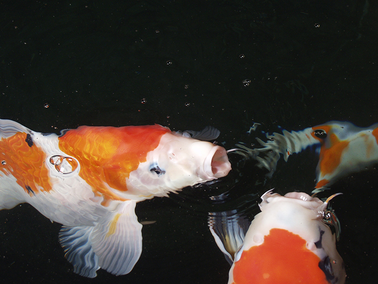 Large orange and white pond fish gasping at the surface of the water