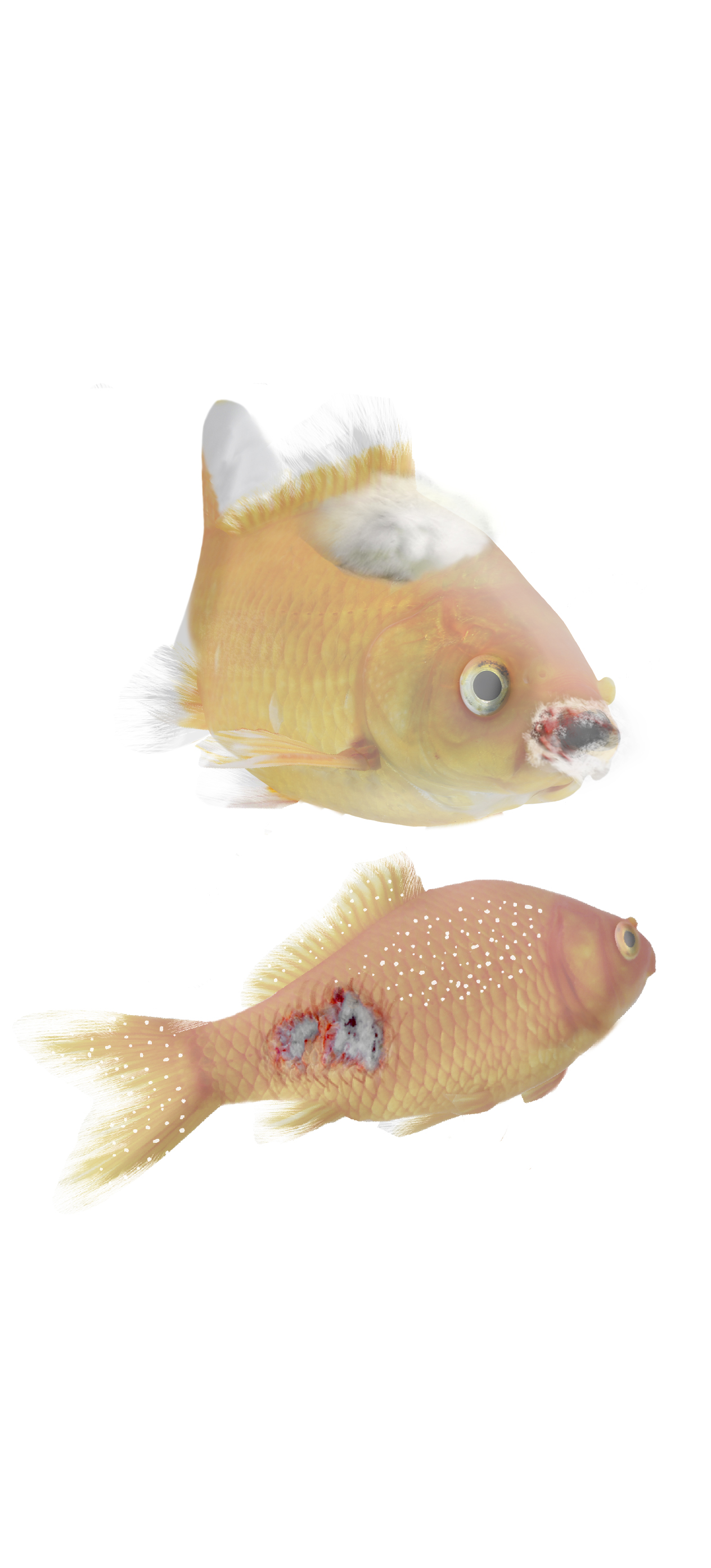 2 Goldfish looking pale in colour with multiple disease symptoms: sore open wounds, ulcers, white specks, fluffy grey/white growths to the mouth and body, tattered and frayed fins