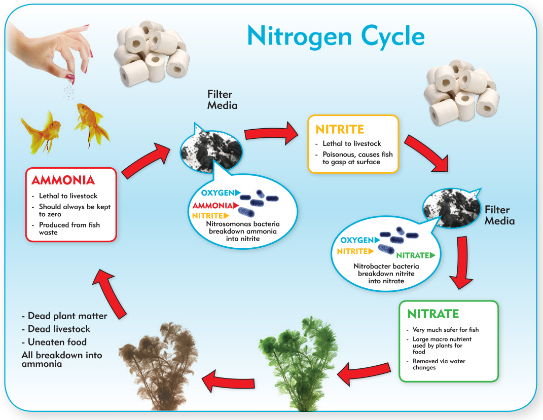 How Long Does It Take To Cycle A Tank? Aquarium nitrogen cycle