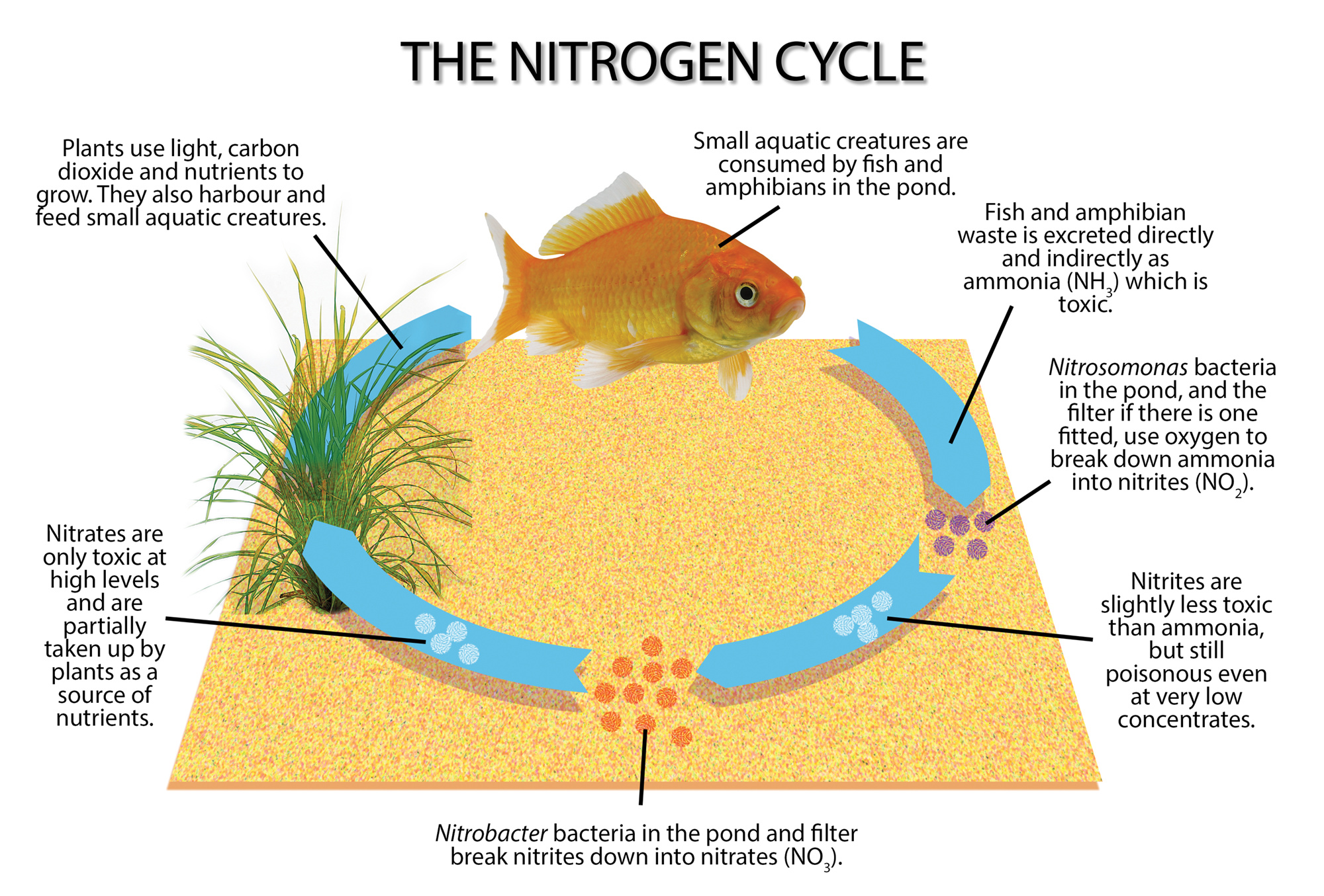 nitrogen-cycle-definition-steps-importance-with-diagram