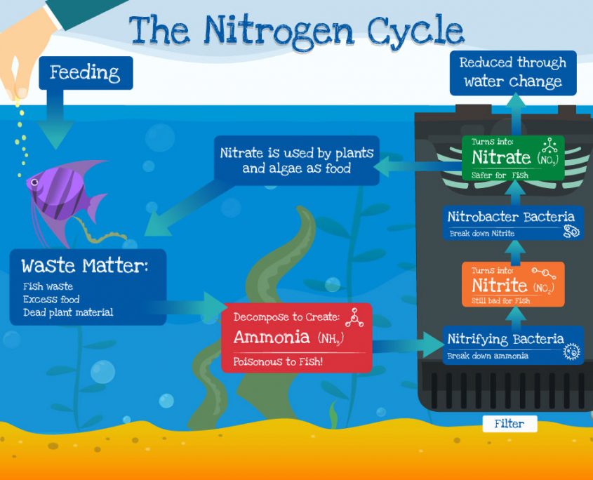 Nitrogen cycle, inforgraphic, aquarium